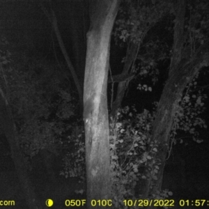 Trichosurus vulpecula at suppressed by DMeco