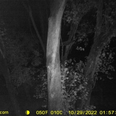 Pseudocheirus peregrinus (Common Ringtail Possum) at Monitoring Site 148 - Road - 28 Oct 2022 by DMeco