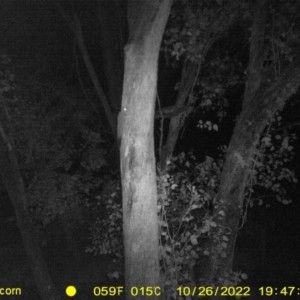 Petaurus norfolcensis at Undefined Area - 26 Oct 2022 07:47 PM