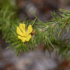 Hibbertia fasciculata (Bundled Guinea-flower) at Mallacoota, VIC - 7 Jun 2023 by Steve63