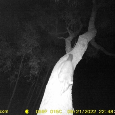 Trichosurus vulpecula (Common Brushtail Possum) at Huon Creek, VIC - 21 Sep 2022 by DMeco