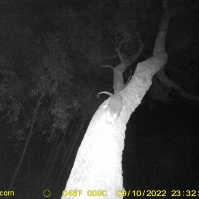 Pseudocheirus peregrinus (Common Ringtail Possum) at Wodonga - 10 Sep 2022 by DMeco