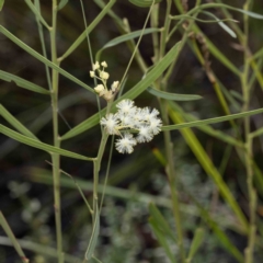 Acacia suaveolens (Sweet Wattle) at Mallacoota, VIC - 7 Jun 2023 by Steve63