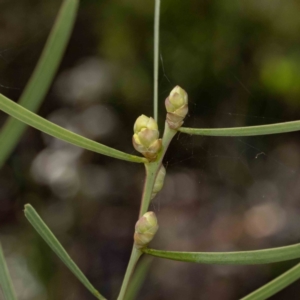 Acacia suaveolens at Mallacoota, VIC - 7 Jun 2023