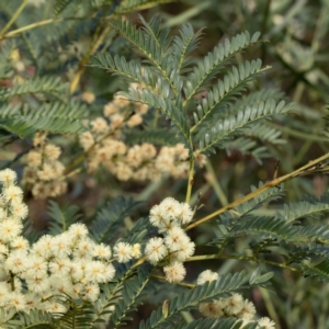 Acacia terminalis at Mallacoota, VIC - 7 Jun 2023