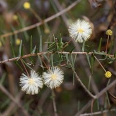 Acacia ulicifolia (Prickly Moses) at Mallacoota, VIC - 7 Jun 2023 by Steve63