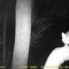 Trichosurus vulpecula (Common Brushtail Possum) at WREN Reserves - 10 Oct 2022 by DMeco