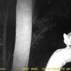 Trichosurus vulpecula at suppressed by DMeco