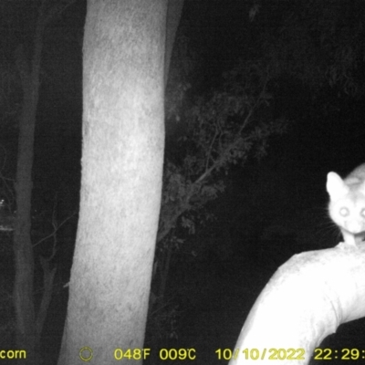 Trichosurus vulpecula (Common Brushtail Possum) at Baranduda, VIC - 10 Oct 2022 by DMeco