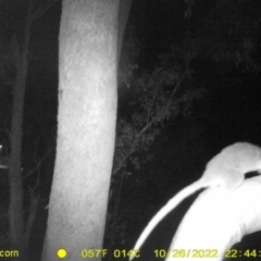 Pseudocheirus peregrinus (Common Ringtail Possum) at Baranduda, VIC - 26 Oct 2022 by DMeco