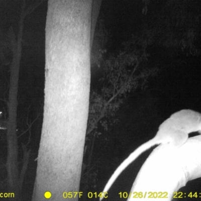 Pseudocheirus peregrinus (Common Ringtail Possum) at WREN Reserves - 26 Oct 2022 by DMeco