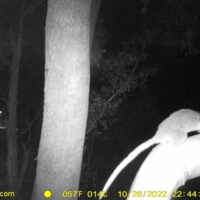 Pseudocheirus peregrinus (Common Ringtail Possum) at Baranduda, VIC - 26 Oct 2022 by DMeco