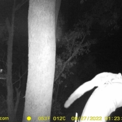 Petaurus norfolcensis (Squirrel Glider) at WREN Reserves - 27 Sep 2022 by DMeco