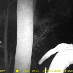 Petaurus norfolcensis (Squirrel Glider) at WREN Reserves - 26 Sep 2022 by DMeco