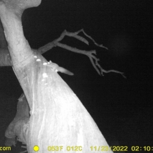 Petaurus norfolcensis at Undefined Area - 23 Nov 2022 02:10 AM
