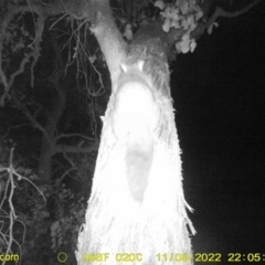 Trichosurus vulpecula (Common Brushtail Possum) at Wodonga - 9 Nov 2022 by DMeco