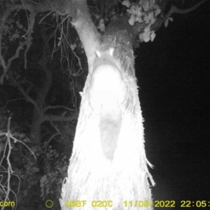 Trichosurus vulpecula at Baranduda, VIC - 9 Nov 2022 10:06 PM