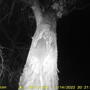 Pseudocheirus peregrinus at Baranduda, VIC - 14 Nov 2022