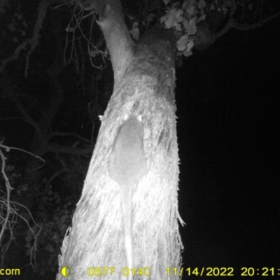 Pseudocheirus peregrinus (Common Ringtail Possum) at Monitoring Site 121 - Road - 14 Nov 2022 by DMeco