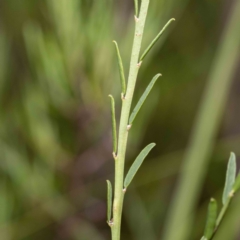 Bossiaea heterophylla at Mallacoota, VIC - 7 Jun 2023