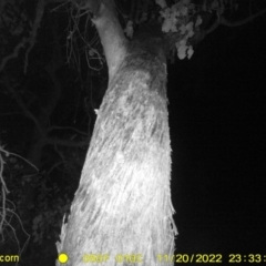 Acrobates pygmaeus (Feathertail Glider) at Baranduda, VIC - 20 Nov 2022 by DMeco