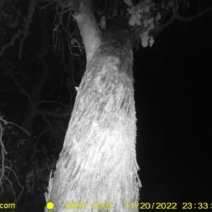 Acrobates pygmaeus at Monitoring Site 121 - Road - 20 Nov 2022 11:33 PM