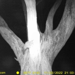 Petaurus sp. at Monitoring Site 122 - Remnant - 22 Nov 2022 09:03 PM