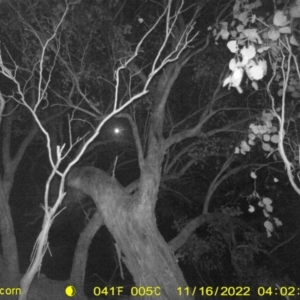 Petaurus sp. at Undefined Area - 16 Nov 2022 04:02 AM