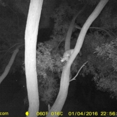 Trichosurus vulpecula (Common Brushtail Possum) at Wodonga Regional Park - 4 Jan 2016 by DMeco