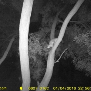 Trichosurus vulpecula at Killara, VIC - 4 Jan 2016 10:56 PM