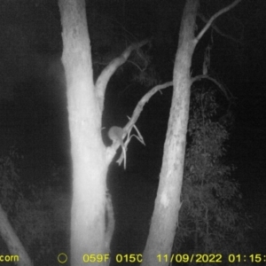Trichosurus vulpecula at suppressed by DMeco