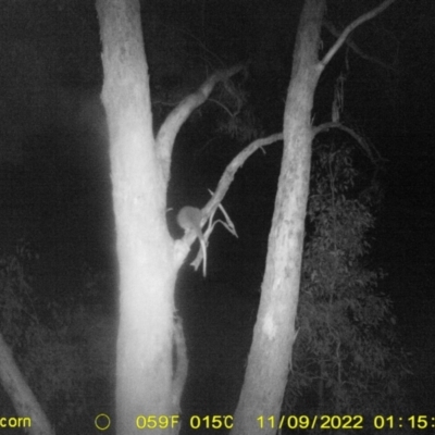 Pseudocheirus peregrinus (Common Ringtail Possum) at WREN Reserves - 8 Nov 2022 by DMeco