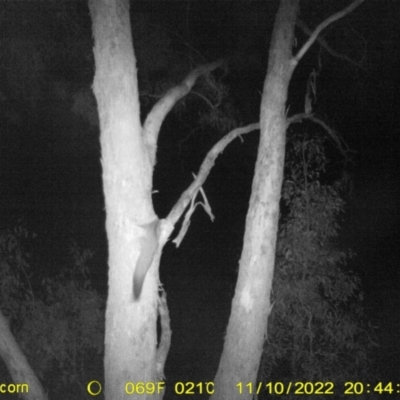 Petaurus norfolcensis (Squirrel Glider) at WREN Reserves - 10 Nov 2022 by DMeco