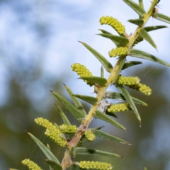 Acacia oxycedrus (Spike Wattle) at Mallacoota, VIC - 7 Jun 2023 by Steve63