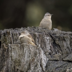 Climacteris picumnus (Brown Treecreeper) at Cootamundra, NSW - 5 Jun 2023 by trevsci