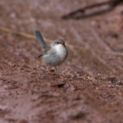 Malurus cyaneus (Superb Fairywren) at Jindalee National Park - 5 Jun 2023 by trevsci