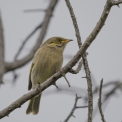 Ptilotula fusca (Fuscous Honeyeater) at Cootamundra, NSW - 4 Jun 2023 by trevsci