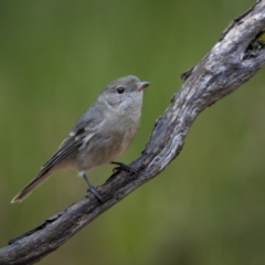 Pachycephala pectoralis (Golden Whistler) at Cootamundra, NSW - 5 Jun 2023 by trevsci