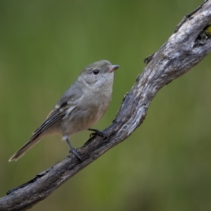 Pachycephala pectoralis at Cootamundra, NSW - 5 Jun 2023