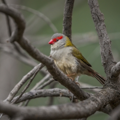 Neochmia temporalis (Red-browed Finch) at Cootamundra, NSW - 5 Jun 2023 by trevsci