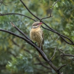 Acanthagenys rufogularis (Spiny-cheeked Honeyeater) at Jindalee National Park - 5 Jun 2023 by trevsci