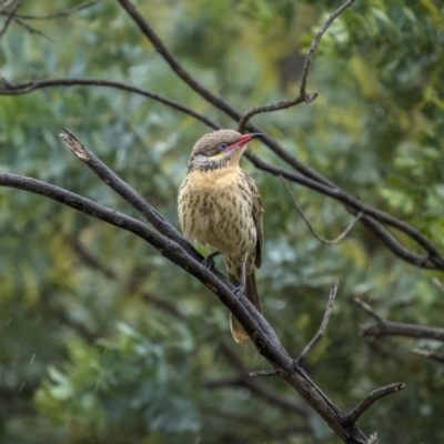 Acanthagenys rufogularis (Spiny-cheeked Honeyeater) at Jindalee National Park - 5 Jun 2023 by trevsci