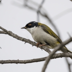 Melithreptus lunatus at Cootamundra, NSW - 5 Jun 2023