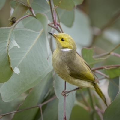 Ptilotula penicillata (White-plumed Honeyeater) at Jindalee National Park - 5 Jun 2023 by trevsci