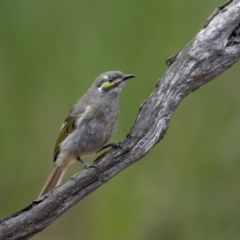 Caligavis chrysops (Yellow-faced Honeyeater) at Jindalee National Park - 5 Jun 2023 by trevsci