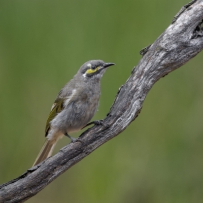 Caligavis chrysops (Yellow-faced Honeyeater) at Cootamundra, NSW - 5 Jun 2023 by trevsci