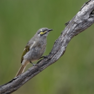 Caligavis chrysops (Yellow-faced Honeyeater) at Cootamundra, NSW by trevsci