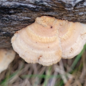 Truncospora ochroleuca at Bruce, ACT - 7 Jun 2023