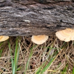 Truncospora ochroleuca at Bruce, ACT - 7 Jun 2023 03:50 PM