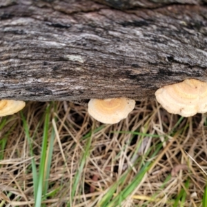 Truncospora ochroleuca at Bruce, ACT - 7 Jun 2023 03:50 PM